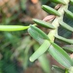 Jumellea brevifolia