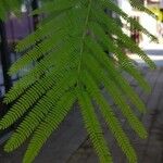 Mimosa polycarpa Blatt