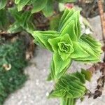 Crassula coccinea Fulla