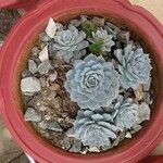 Dudleya pulverulenta Leaf