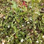 Cerastium brachypetalum Blad