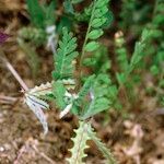 Astragalus pelecinus Habitus