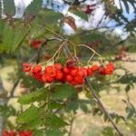 Sorbus aucuparia果實