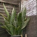 Sansevieria hyacinthoides Folha