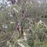 Prosopis chilensis Leaf