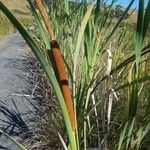 Typha orientalis 花