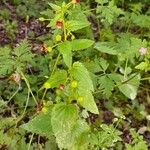 Scrophularia peregrina Habit