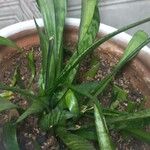 Dracaena hyacinthoides Blatt