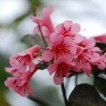 Rhododendron dielsianum Flower