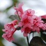 Rhododendron dielsianum Flor