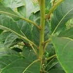 Terminalia superba Corteza