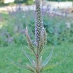 Veronicastrum sibiricum 果實