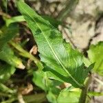 Bunias orientalis Leaf