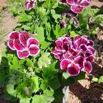 Pelargonium grandiflorum Fleur