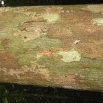 Lecythis idatimon Bark
