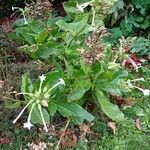 Nicotiana sylvestris Vekstform