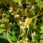 Cuscuta pentagona 葉