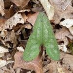 Hexastylis arifolia Lehti