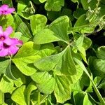 Oxalis articulata Hoja