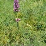 Stachys pradica Flower