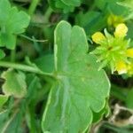 Ranunculus muricatus Leaf