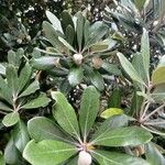 Pittosporum crassifolium Φύλλο