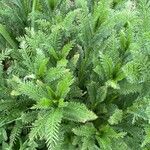 Achillea tomentosaЛіст