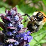 Ajuga reptans 花