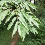 Fraxinus ornusLeaf