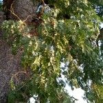 Prosopis africana Folio