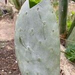 Opuntia elata Blatt