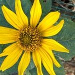 Tithonia tubaeformis Bloem