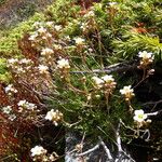 Saxifraga pentadactylis Flower