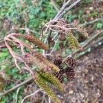Alnus serrulata Corteza