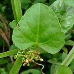 Cissus verticillata Ліст