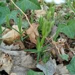 Moehringia ciliata Leaf