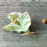 Staphylea pinnata Ffrwyth