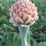 Rhaponticum scariosum Flower