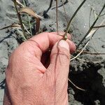 Phragmites karka Feuille