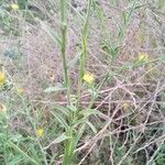Centaurea sulphurea Hábito