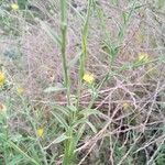 Centaurea sulphurea অভ্যাস