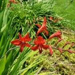 Crocosmia masoniorum Kvet