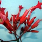 Fridericia ornithophila Flower