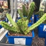 Echinocereus pentalophus Leaf