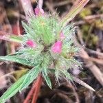 Trifolium angustifolium Flower