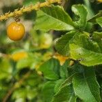 Allophylus rubifolius Frukto