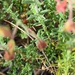 Fumana thymifolia Цвят