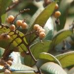 Bridelia retusa Fruit