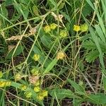 Potentilla gracilis Květ