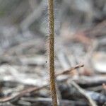 Caladenia catenata 樹皮